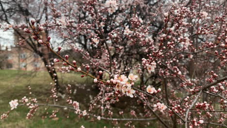 Flores-De-Cerezo-De-Primavera-Meciéndose-En-El-Viento-En-Hungría