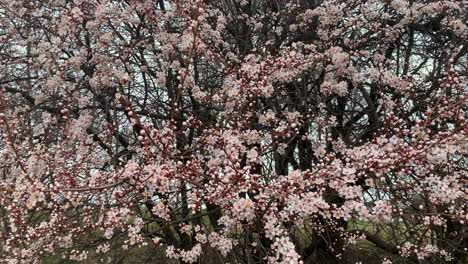 Flores-De-Cerezo-De-Primavera-Meciéndose-En-El-Viento