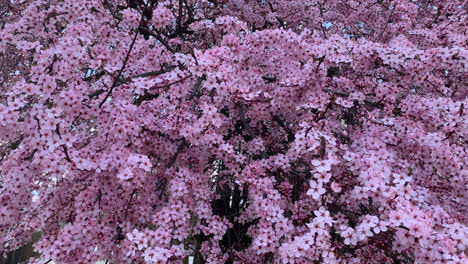 Rosa-Frühlingsblütenhintergrund-In-Ungarn