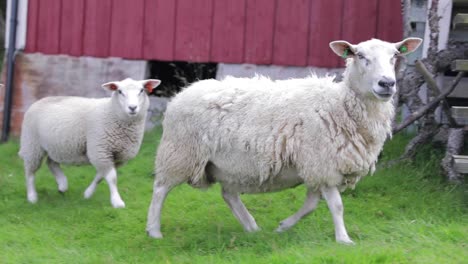 Mother-sheep-with-lamb-in-the-coast-of-Helgeland-Northern-Norway
