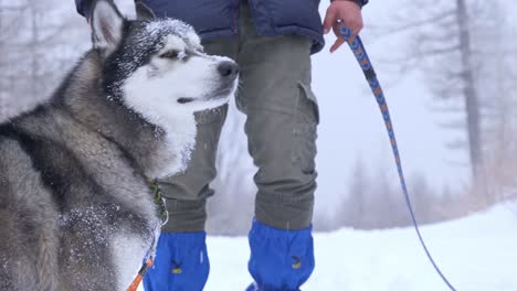 Close-view-of-a-husky-in-the-snow-with-his-owners-petting-him