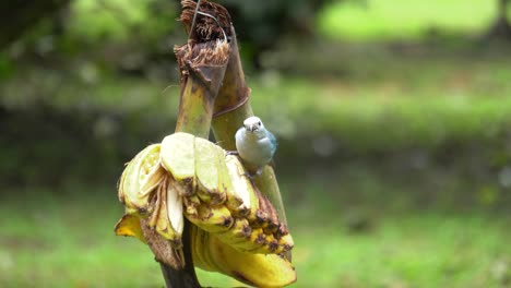 Ein-Niedlicher-Blaugrauer-Tanager,-Der-Sich-Von-Verrottenden-Bananen-Ernährt