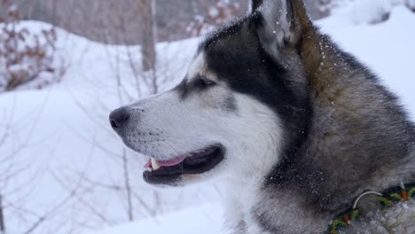 Close-view-from-the-side-of-the-head-of-a-Husky-in-the-snow