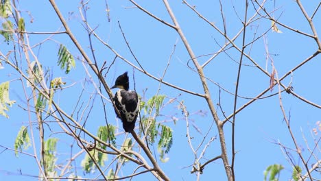 Heart-spotted-Woodpecker,-Hemicircus-canente,-Kaeng-Krachan-National-Park,-Thailand