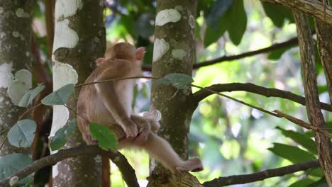Northern-Pig-tailed-Macaque,-Macaca-leonina,-Khao-Yai-National-Park