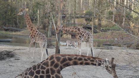 Several-giraffes,-zebra's-and-reebok-antilopes-walking-around-in-animal-pen-in-zoo