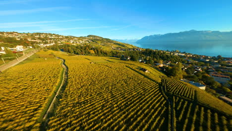 Drone-Descend-Approaching-Vineyard-Of-Lavaux-In-Autumn-Colors-Near-Town-of-Lutry-In-Switzerland