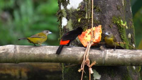Algunos-Lindos-Pájaros-Paseriformes,-Comiendo-Semillas-De-Una-Fruta-Podrida