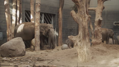 Several-Indian-elephants-standing-around-in-small-enclosure