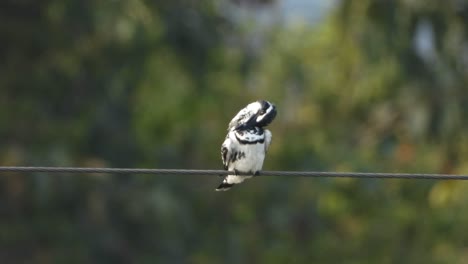 Pied-kingfisher-in-pond-area-waiting-for-pray-..