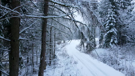 Aerial-backwards-showing-snow-covered-branches-of-high-fir-trees-in-forest-beside-snowy-road-during-daytime