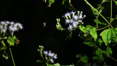 Brown-legged-Spider,-Neoscona-vigilans,-Kaeng-Krachan-National-Park,-Thailand