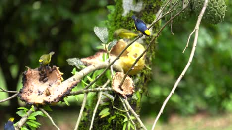 Eine-Kolonie-Von-Euphonia-Vögeln-Mit-Gelber-Krone,-Die-Sich-Von-Samen-Einer-Verrottenden-Frucht-Ernähren