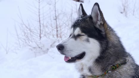 Close-shot-of-a-Siberian-husky-in-the-snow