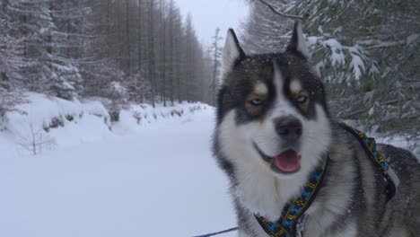 Close-view-of-a-sled-husky-on-a-snowed-path-in-the-forest