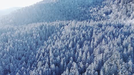 Aerial-forest-covered-in-snow-revealing-sunrise
