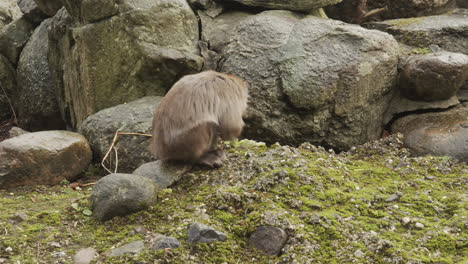 macaque-monkey-foraging-food-on-rocky-surface