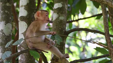 Macaco-De-Cola-De-Cerdo-Del-Norte,-Macaca-Leonina,-Parque-Nacional-Khao-Yai