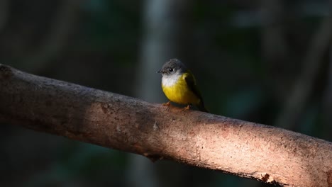 Grey-headed-Canary-flycatcher,-Culicicapa-ceylonensis,-Kaeng-Krachan-National-Park,-Thailand