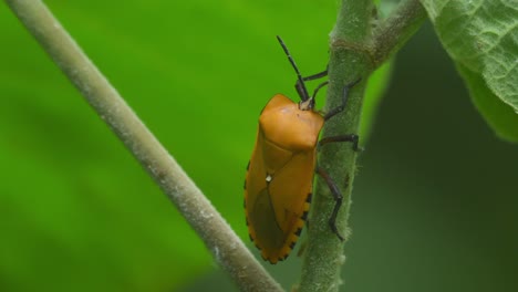 Giant-Shield-Bug,-Tessaratomidae,-Kaeng-Krachan-National-Park,-Thailand