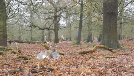 Adult-male-fallow-deer-with-large-antlers-sat-eating-in-woodland-forest-amongst-trees