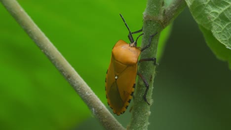 Giant-Shield-Bug,-Tessaratomidae,-Kaeng-Krachan-National-Park,-Thailand