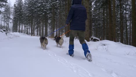 Low-shot-following-a-man-with-two-huskies-walking-in-a-snowed-forest