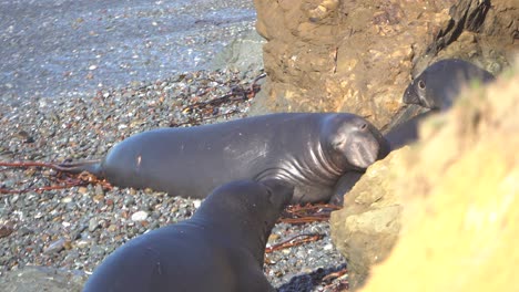 Elephant-seal-relaxing-on-beach