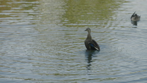 Eastern-Spot-billed-Duck-Flapping-Its-Wings-On-Water-With-Ripples-In-Surface