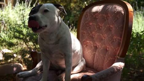 Fröhlicher-Zufriedener,-Keuchender-Reinrassiger-Staffordshire-Terrier,-Der-Auf-Einem-Vintage-Stuhl-Im-Schatten-Eines-Baumes-Im-Sonnendurchfluteten-Garten-Sitzt