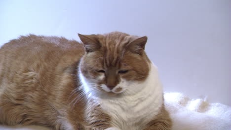 Eine-ältere-Diabetische-Katze-Ruht