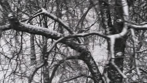 Quickly-tracking-through-snow-covered-branches,-young-people-hanging-out-in-a-winter-park,-aerial