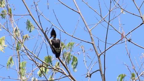 Pájaro-Carpintero-Manchado-De-Corazón,-Hemicircus-Canente,-Parque-Nacional-Kaeng-Krachan,-Tailandia