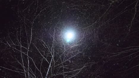 Nachtszene-Mit-Schnee,-Der-über-Einen-Baum-Mit-Einer-Lampe-Dahinter-Fällt