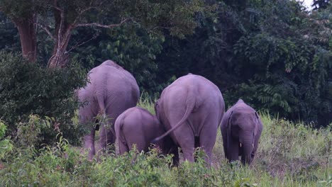 Indian-Elephant,-Elephas-maximus-indicus,-Khao-Yai-National-Park,-4K-Footage