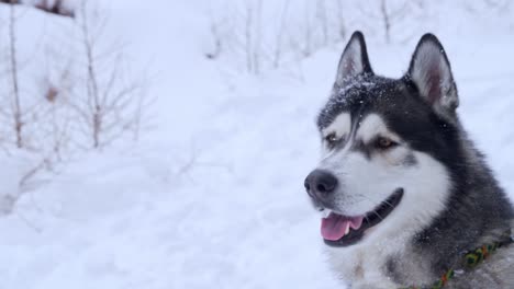 Close-shot-of-a-beautiful-husky-sitting-on-the-snow-with-the-mouth-open