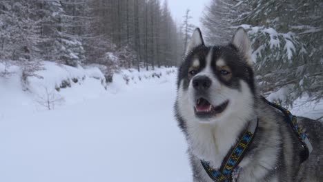 Beautiful-sled-husky-with-a-harness-standing-on-the-snow-and-looking-at-the-camera