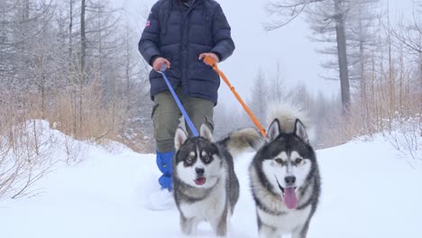 Man-walking-with-two-huskies-towards-the-camera-in-a-snowed-way-in-the-middle-of-the-forest
