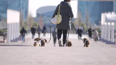 Back-View-Of-A-Woman-Walking-Four-Long-haired-Dachshund-Dogs-On-Leashes-At-The-Park-On-A-Sunny-Day
