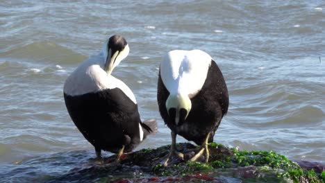 Two-common-eiders-sitting-on-a-rock-along-the-rocky-seashore