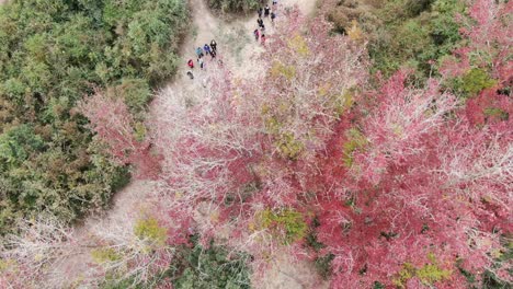 Stunning-Single-Red-tree-Foliage-surrounded-by-lush-green-nature,-Aerial-view