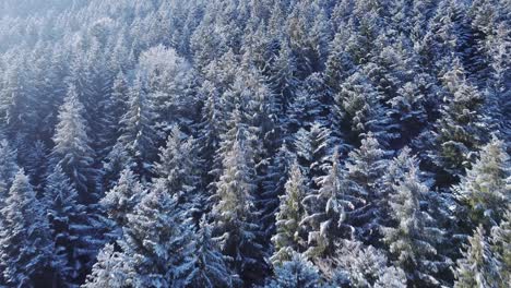 Aerial-low-fly-over-trees-covered-in-snow