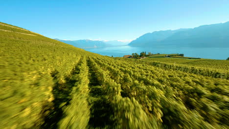 Flying-Over-Grapevines-At-The-Vineyard-Towards-Saint-Saphorin-Near-Chexbres-In-Lavaux,-Switzerland-With-Vevey-Town-In-Distance