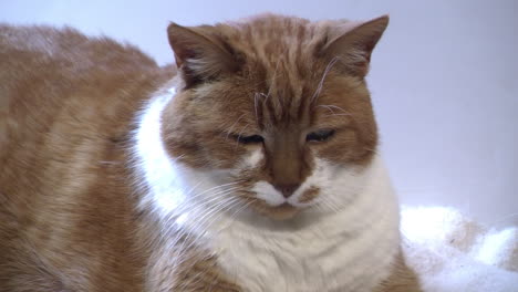 Nahaufnahme-Einer-älteren-Diabetischen-Katze,-Die-Sich-Ausruht