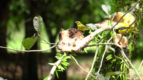 Viele-Gelbgekrönte-Euphonia-Vögel-Ernähren-Sich-Von-Samen-Einer-Verrottenden-Frucht