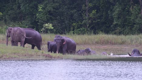Indian-Elephant,-Elephas-maximus-indicus,-Khao-Yai-National-Park,-a-4K-footage,-herd-bathing-at-a-lake-just-before-dark-while-others-wait