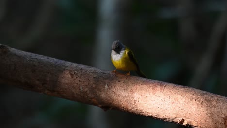 Grey-headed-Canary-flycatcher,-Culicicapa-ceylonensis,-Kaeng-Krachan-National-Park,-Thailand,-4K-footage-of-this-cute-bird-on-a-branch-looking-around-frantically-as-exposed-by-the-morning-sun