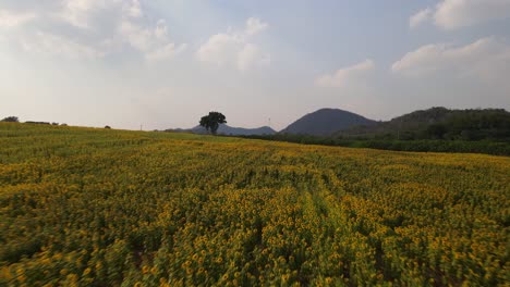 Sunflower-Field-in-the-afternoon,-Khao-Yai,-Nakhon-Ratchasima,-Thailand