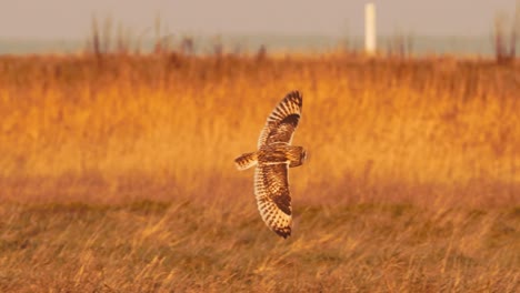 Elegant-flight-of-the-Short-Eared-Owl-in-open-natural-grassland