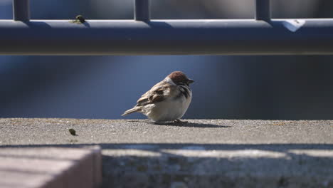Sparrow-Bird-Hopping-On-Concrete-Surface---Eurasian-Tree-Sparrow-Bird-Basking-On-A-Sunny-Day